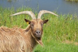Why is there a Goat in the Sanctuary?